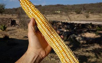 «جالا» موطن أكبر حبات الذرة في العالم