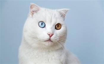  ما سر اختلاف لون عيون القطط؟ بيطري يجيب
