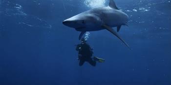 غواص يقابل القرش الأزرق وجهاً لوجه (فيديو)