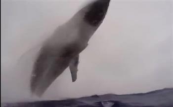 ترك الإعصار ليستطلع الأحوال الجوية.. قفزة في الهواء لحوت عملاق تشعل «تويتر» (فيديو)