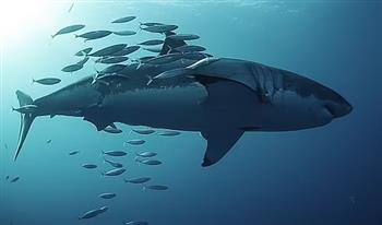 فيديو: أسماك القرش في جلسة "سبا" من نوع خاص تحت الماء