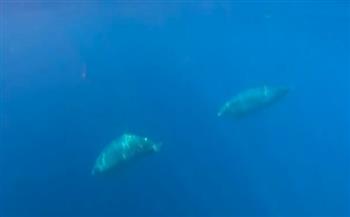 يتخفى عن الأنظار بحيلة ماكرة.. العلماء يكتشفون نوعًا نادرًا من الحيتان الضخمة (فيديو)