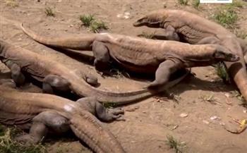 نوع نادر.. خطر الانقراض يهدّد أثقل الزواحف على ظهر الأرض (فيديو)