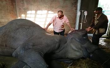 تفاصيل تحنيط «الفيلة نعيمة» بحديقة الحيوانات (فيديو)
