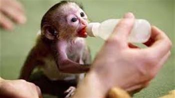 مهدد بالانقراض.. ولادة قرد من فصيلة نادرة فى الصين بالتلقيح الصناعى (فيديو)
