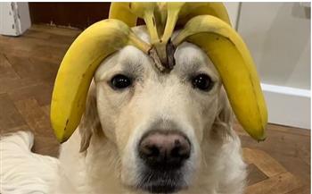 قدرات خاصة لـ«كلب معجزة» تجعله أحد مشاهير السوشيال ميديا (فيديو)