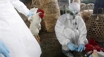 اليابان.. تفش جديد لأنفلونزا الطيور والسلطات تقرر إعدام نحو 40 ألف دجاجة