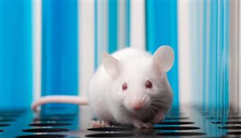 الفئران المشلولة تمشي... دواء هو الأول من نوعه في مفاجأة ينتظرها الملايين