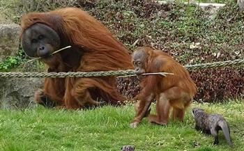 «بطانية».. خناقة بين إنسان الغاب ومجموعة ثعالب بحديقة حيوان بلجيكية