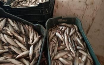 ضبط 4 أطنان أسماك من الخارج مجهولة المصدر بثلاجة مطعم بالإسكندرية