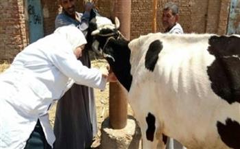 بيطري الغربية: تحصين 254 ألف رأس ماشية ضد الحمى القلاعية والوادي المتصدع