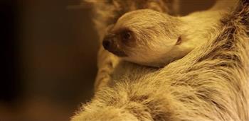 أسرع ولادة لحيوان الكسلان.. مفاجأة لحراس حديقة حيوانات لندن