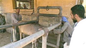 بدء حملة تطعيم الماشية ضد الحمى القلاعية بالمنيا غدا