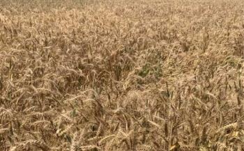 زراعة الوادي الجديد: 677 حقلا إرشاديا لمحصول القمح