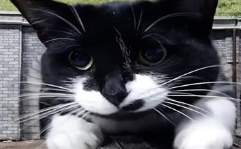 قطة عملاقة تثير دهشة رواد التواصل الاجتماعى بعد اكتشاف حقيقتها (فيديو) 