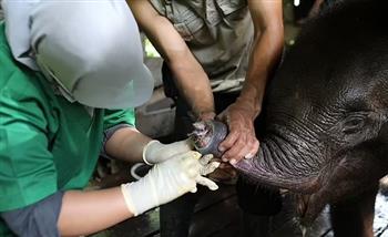 عملية إنقاذ رضيعة فيل بقطع «زلومتها» بعد إصابتها على يد صيادين (فيديو) 