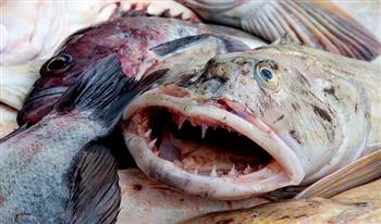 علماء يكشفون سر حدة أسنان سمكة لينكود