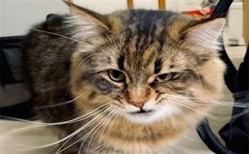 تعبيرات وجه القط «يامينو» تجعله أحد نجوم السوشيال ميديا