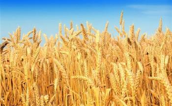 أخبار عاجلة في مصر اليوم الأربعاء 17-11-2021.. حقيقة شراء محصول القمح من المزارعين بأسعار منخفضة