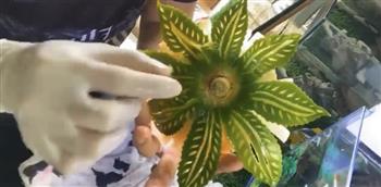 فيتنامي ينحت زهور عباد الشمس على ثمار البابايا (فيديو)