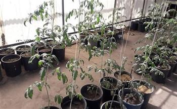 «الزراعة» تعلن حصاد أنشطة معهد بحوث أمراض النباتات خلال أكتوبر