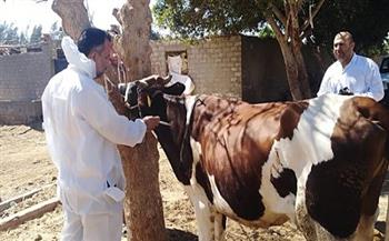 تحصين 48 ألف رأس ماشية ضد الحمى القلاعية والوادي المتصدع بكفر الشيخ