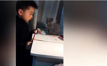 فى مشهد مؤثر.. قط يمسح دموع طفل بسبب الواجب المدرسى (فيديو)
