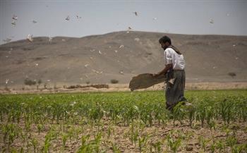الفاو: وضع الأمن الغذائي في أفغانستان كارثي والأسوأ لم يأتِ بعد