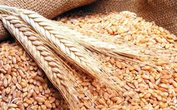  "الزراعة" تصدر نشرة بالتوصيات الفنية لمزارعي محصول القمح يجب مراعاتها خلال شهر نوفمبر