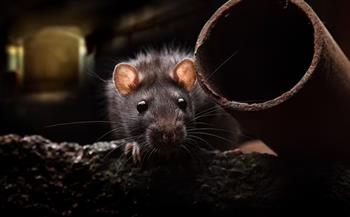الفئران الخطر القادم بعد الخفافيش فى انتشار تحورات كورونا 