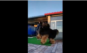 كلب ضخم يثير الجدل لتشابهه مع الدببه فى الحجم والمظهر (فيديو)