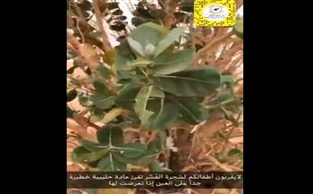 شجرة تنمو في السعودية وتصيب من يلمسها بالعمى فورًا.. تفاصيل صادمة (فيديو)