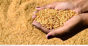 رئيس بحوث الصحراء: توزيع تقاوي القمح والشعير بالمجان على مزارعي واحة سيوة