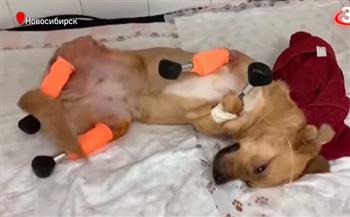 الأطباء يُعيدون كلبة إلى الحياة بعدما فقدت أطرافها بسبب الجليد (فيديو)