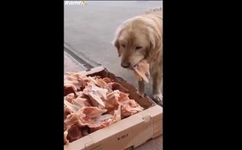 بطريقة كريمة.. محل جزارة يفتح أبوابه لإطعام الكلاب الضالة (فيديو)