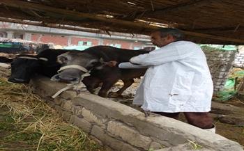 محافظ الإسكندرية: تحصين 40 ألف رأس ماشية ضد الحمى القلاعية والوادي المتصدع حتى الآن