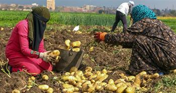 الزراعة: آخر موعد لشحن تقاوي البطاطس من دول المنشأ 10 ديسمبر