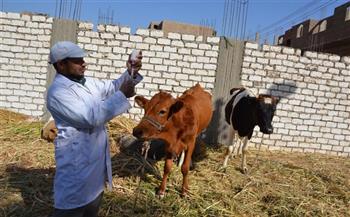 تحصين 257 رأس ماشية بالغربية ضد الحمى القلاعية والوادي المتصدع