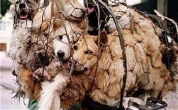 غدًا.. الحكم في دعوى منع استخدام سم الاستركينين لقتل الكلاب الضالة