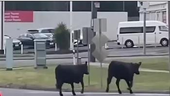 «أبقار».. فوضى كبيرة في شوارع ملبورن (فيديو) 