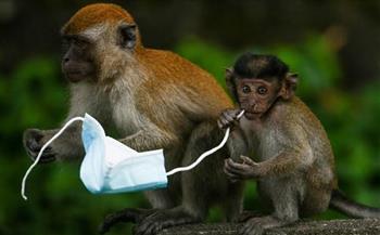 عودة مهرجان القرود التايلاندية مع توافد السياح