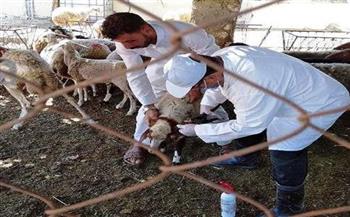 تحصين 16 ألفا و934 رأس ماشية ضد الحمى القلاعية والوادي المتصدع في قنا