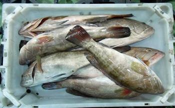 اليابان تمول تشييد مختبرات لمنتجات الاسماك شمال موريتانيا