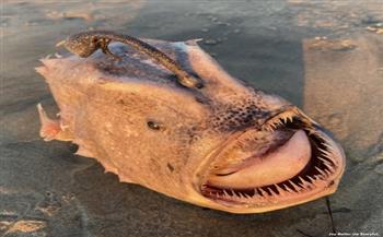 أمريكي يعثر على سمكة نادرة في شواطئ كاليفورنيا (فيديو)