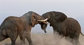 مشاهد صادمة لصراع أفيال فى حديقة حيوان بكينيا (فيديو) 