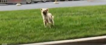 تركته شريدًا.. كلب ينتظر صاحبته ثلاثة أشهر فى نفس المكان (فيديو) 