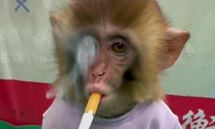 لزيادة الوعي بمخاطره.. إجبار قرد على التدخين بحديقة حيوانات الصين