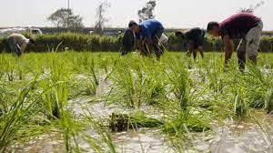 انتهاء موسم حصاد الأرز بمحافظة الشرقية