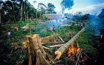 إندونيسيا: «تعهد قمة المناخ بإزالة الغابات غير عادل»