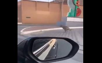 لقطات نادرة الحدوث.. ضبع يتجوّل في أحد الشوارع الرئيسية بالسعودية (فيديو)